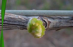 Riverland Wine Grapes