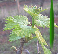 Riverland Wine Grapes