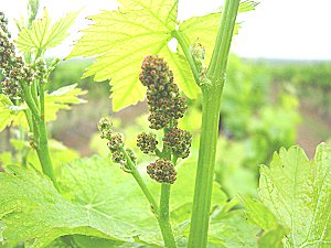 Riverland Wine Grapes