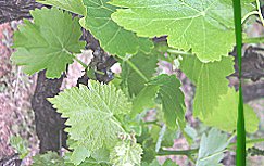 Riverland Wine Grapes