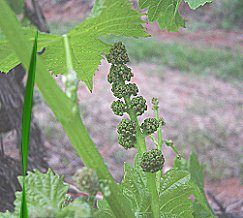 Riverland Wine Grapes