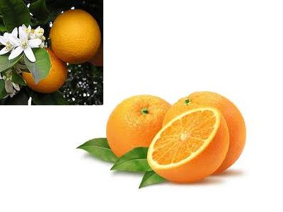 top quality oranges