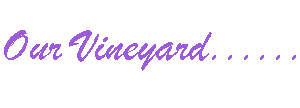 Our Vineyard