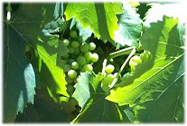 The Vines