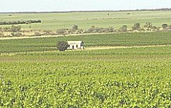 Riverland Wine Grapes
