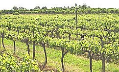 Riverland Wine Grapes
