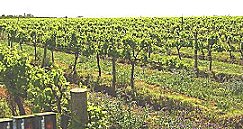 Riverland Wine Grapes