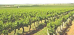 Riverland Wine Grapes