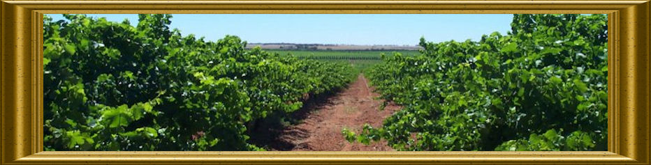 Riverland Wine Grapes South Australia